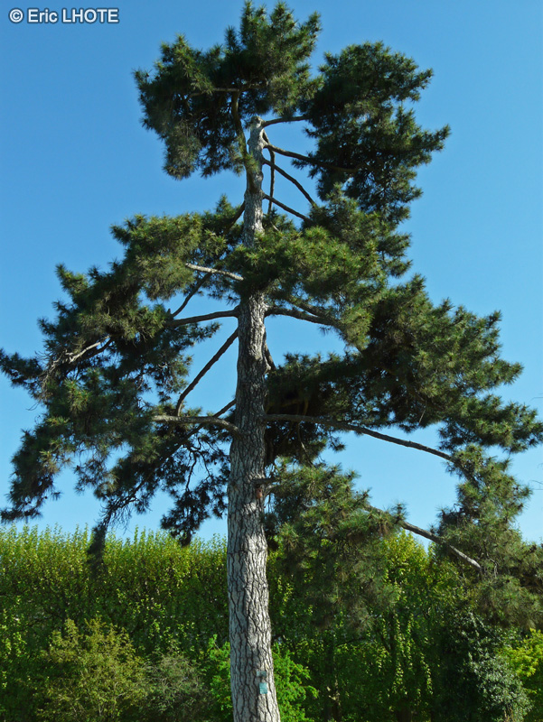  - Pinus nigra laricio - 