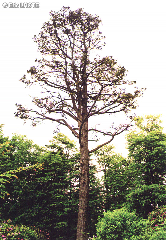 Pinaceae - Pinus radiata, Pinus insignis - Pin de Monterey