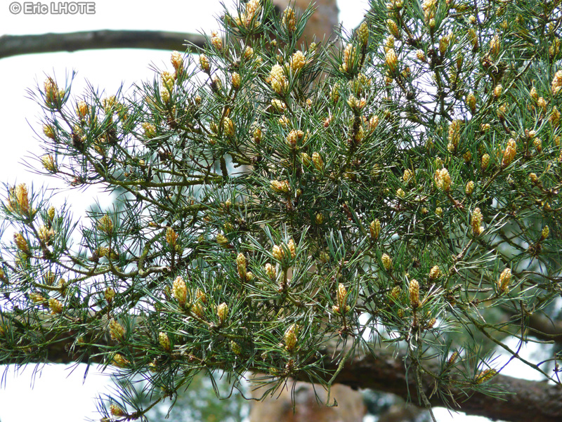  - Pinus sylvestris - 