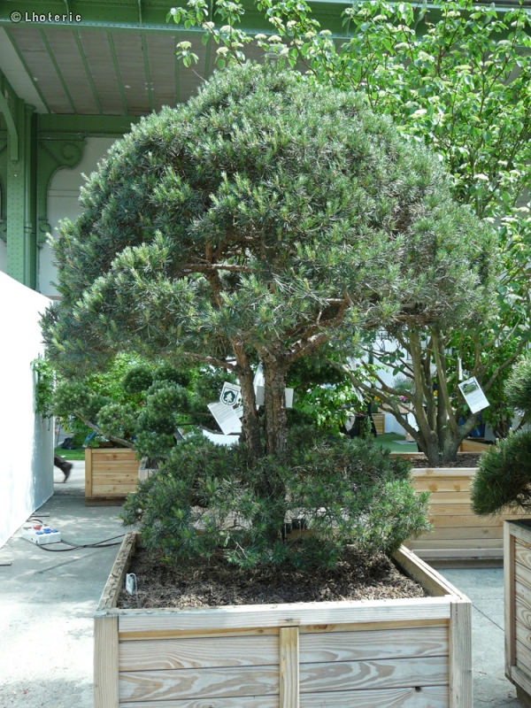  - Pinus sylvestris - 