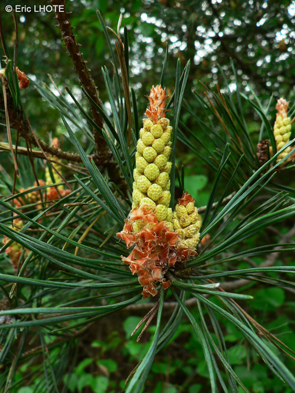 Pinaceae - Pinus sylvestris - Pin sylvestre, Pin sauvage, Pin commun, Pin rouge, Pin d’Auvergne, Pin d’Ecosse