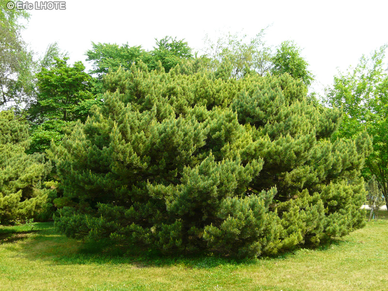 Pinaceae - Pinus sylvestris Watereri - Pin sylvestre