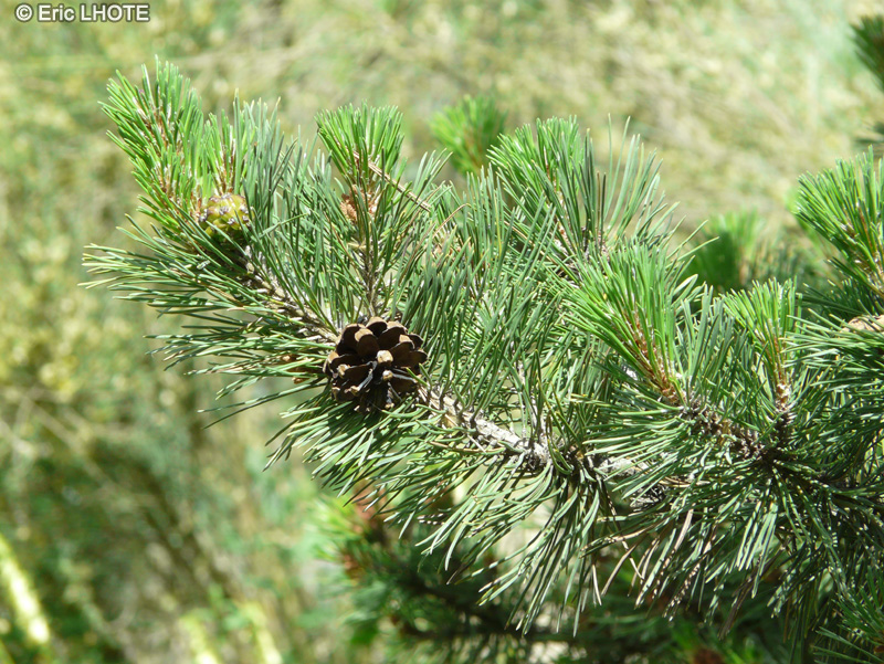 Pinaceae - Pinus uncinata - Pin à crochets