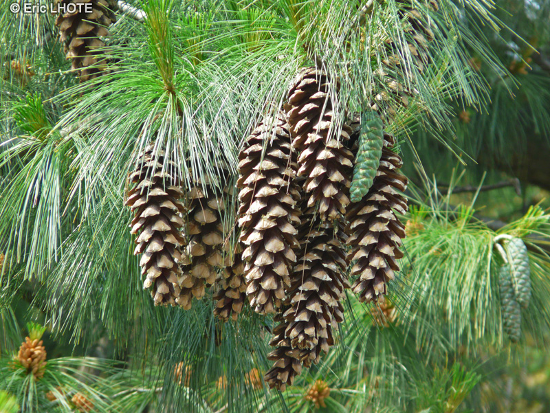  - Pinus wallichiana - 