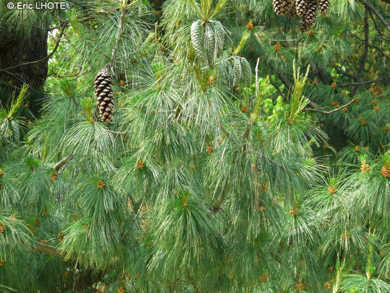  - Pinus wallichiana - 