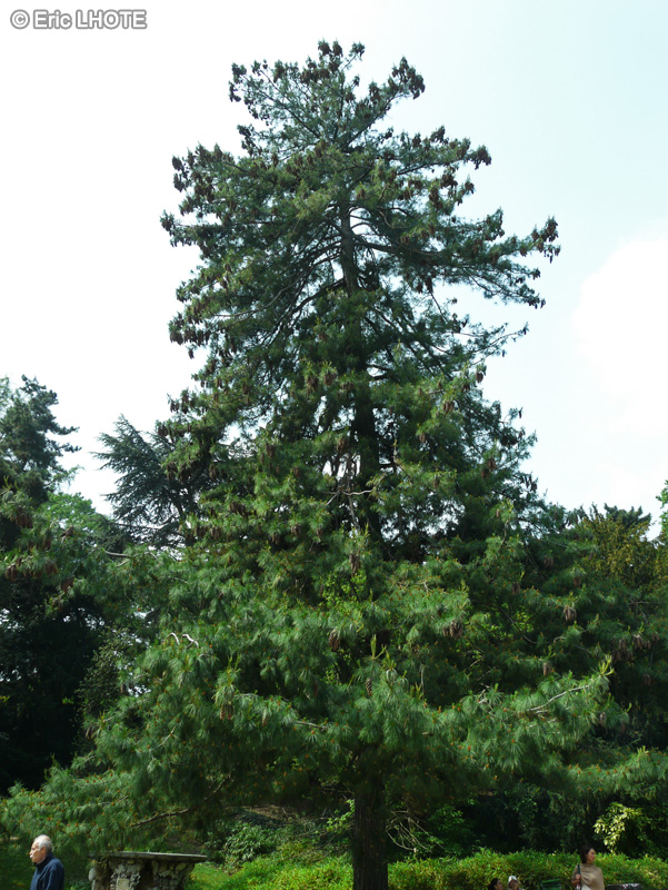 Pinaceae - Pinus wallichiana - Pin de l’Himalaya