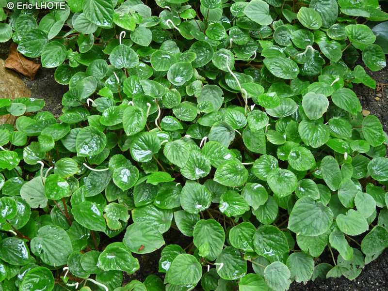 Piperaceae - Peperomia caperata - Canne blanche