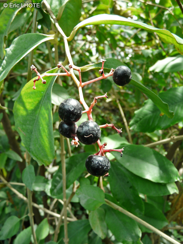 Piperaceae - Piper auritum var. amplifolium - Poivrier Mexicain