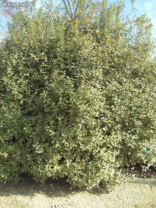 Pittosporaceae - Pittosporum x Garnettii - Pittosporum à petites feuilles