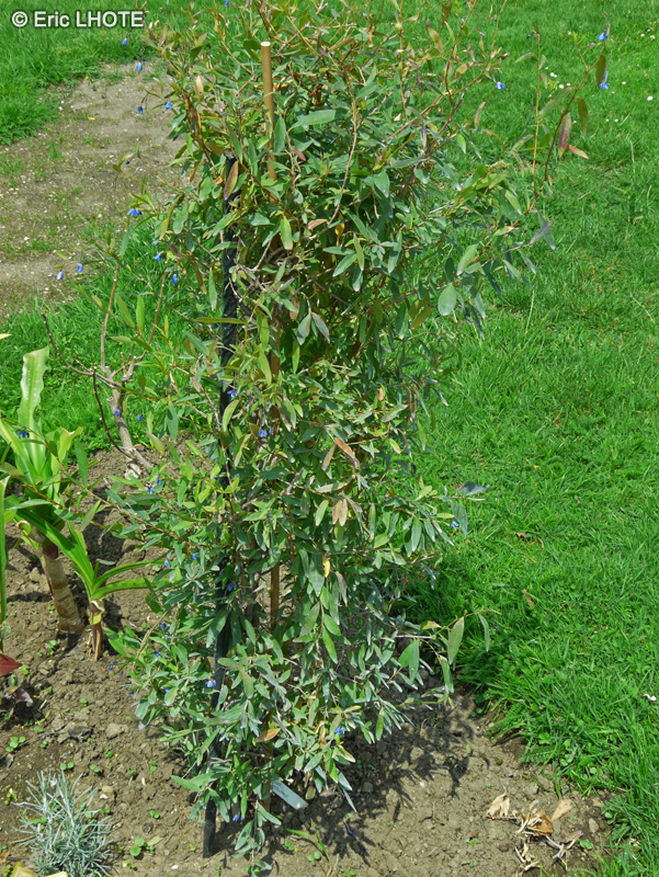 Pittosporaceae - Sollya heterophylla - Sollya