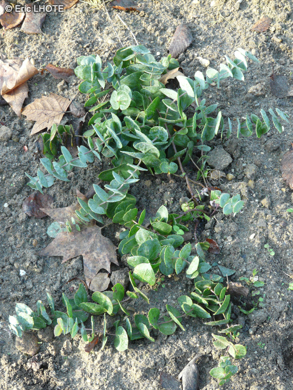 Plantaginaceae - Parahebe perfoliata - Parahebe