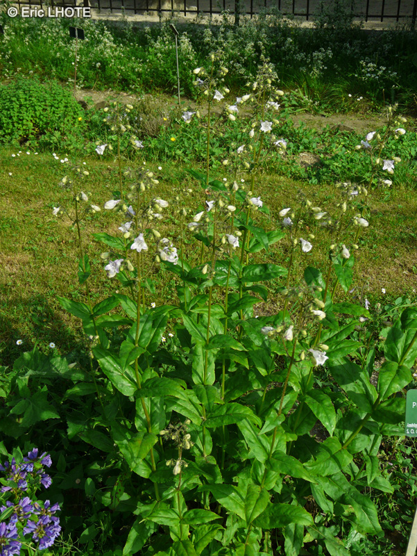 Plantaginaceae - Penstemon ovatus - Broadleaf Beardtongue, Galane