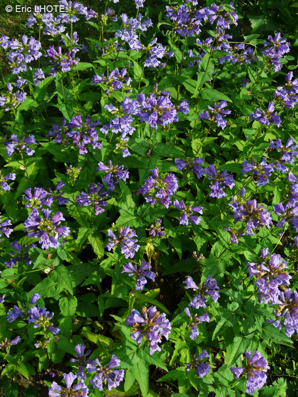 Plantaginaceae - Penstemon serrulatus - Penstémon, Galane