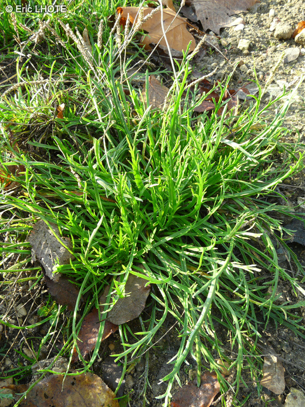 Plantaginaceae - Plantago coronopus ssp. coronopus - Plantain corne de cerf, Pied de corbeau