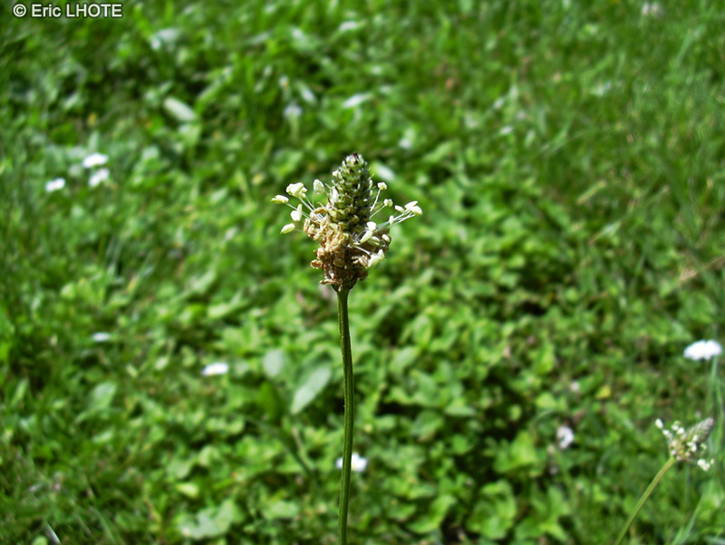 Plantaginaceae - Plantago lanceolata - Plantain lancéolé, Herbe à cinq côtes, Petite Plantain, Herbe au charpentier, Oreille de lièvre