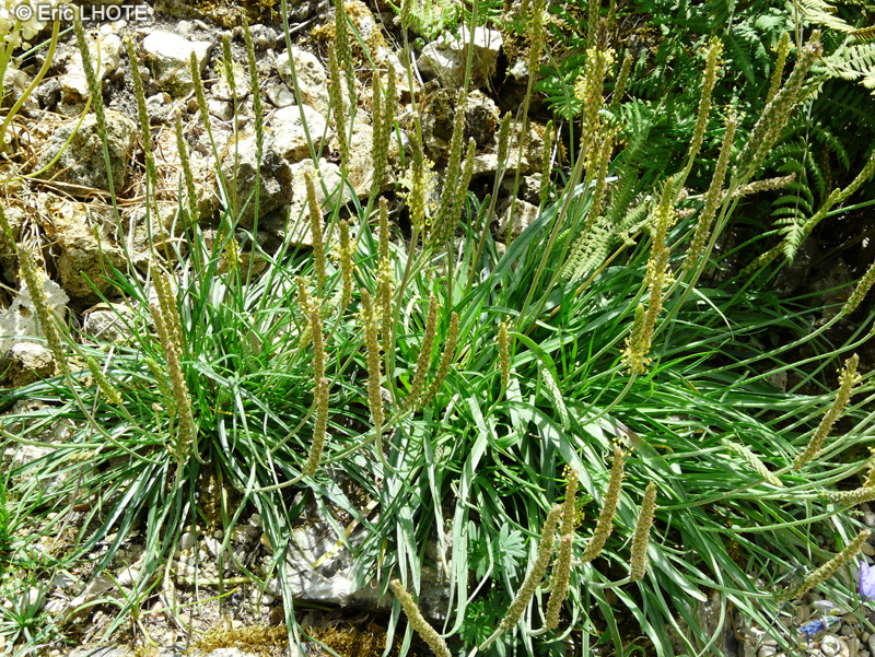  - Plantago maritima subsp. serpentina - 