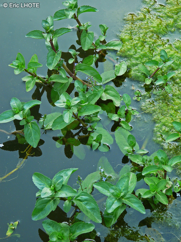 Plantaginaceae - Veronica beccabunga - Véronique des ruisseaux, Cresson de cheval, Salade de chouette