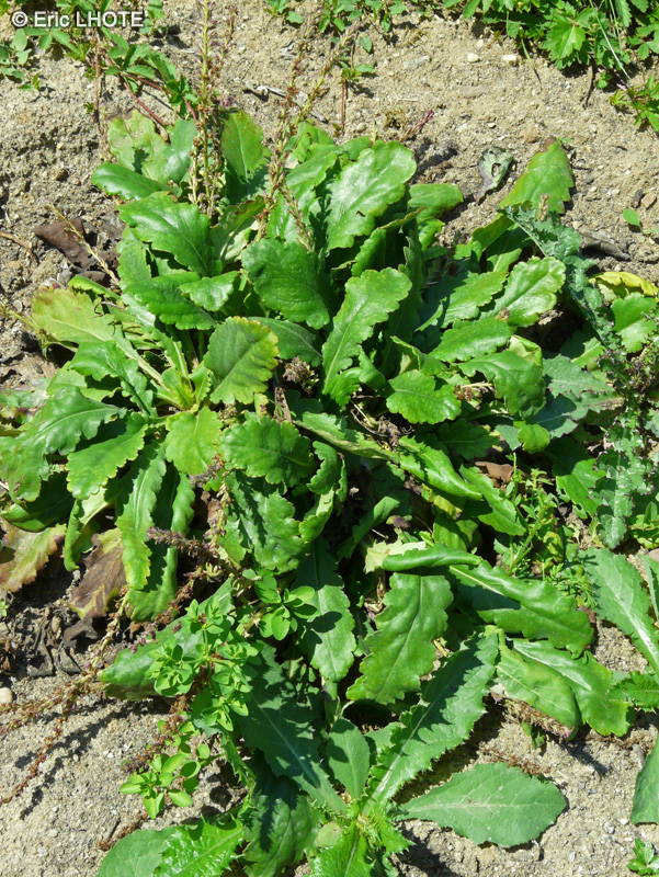 Plantaginaceae - Wulfenia orientalis - Wulfénie orientale
