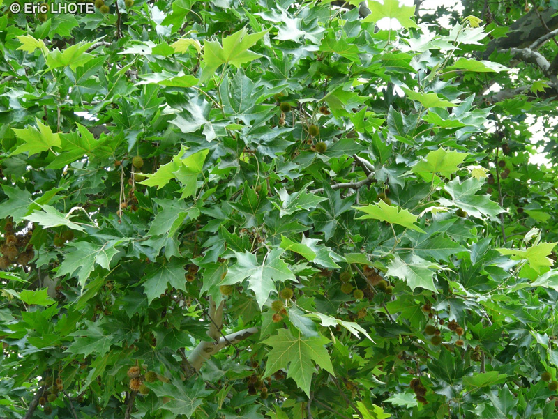  - Platanus orientalis - 
