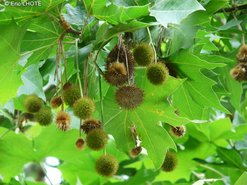  - Platanus orientalis - 