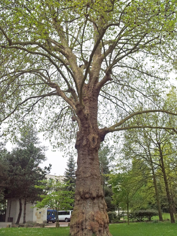  - Platanus orientalis - 