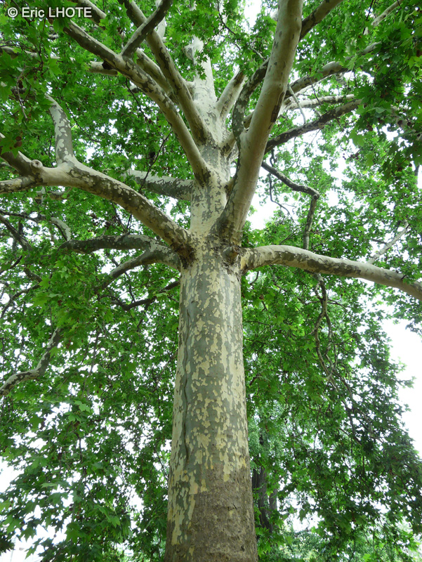 Platanaceae - Platanus orientalis - Platane d’orient