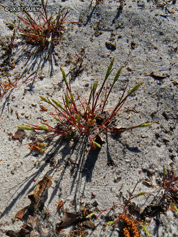 Poaceae - Aira praecox - Aire précoce, Canche printanière