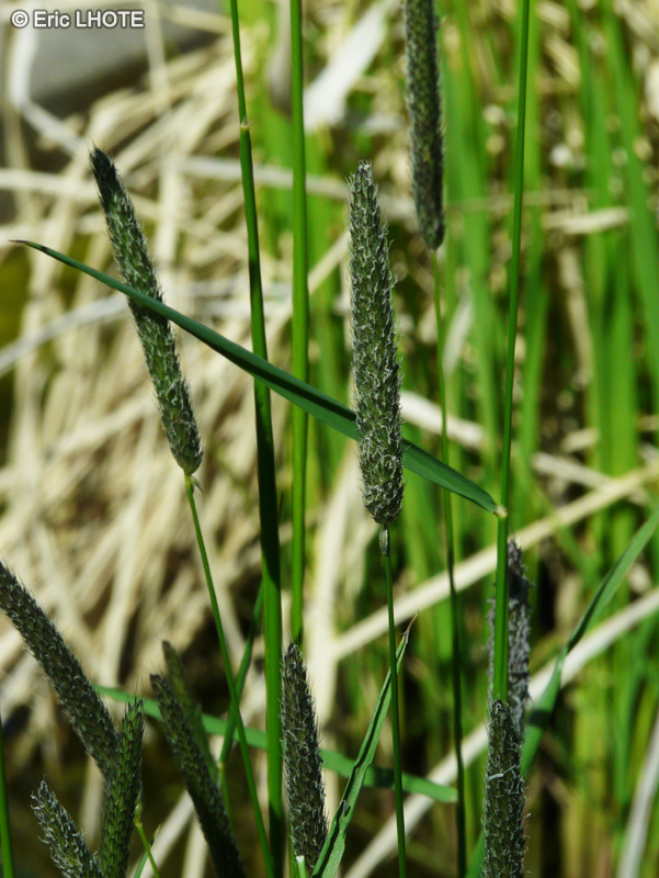 Poaceae - Alopecurus pratensis - Vulpin des prés