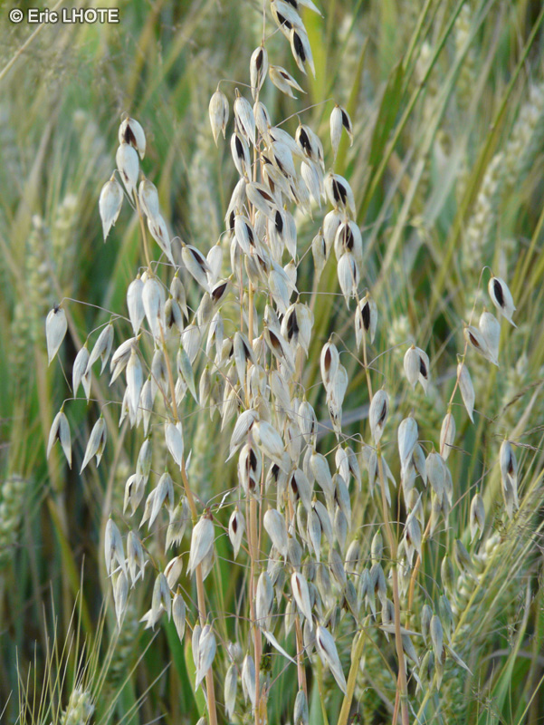 Poaceae - Avena sativa - Avoine commune, Avoine cultivée, Avoine byzantine