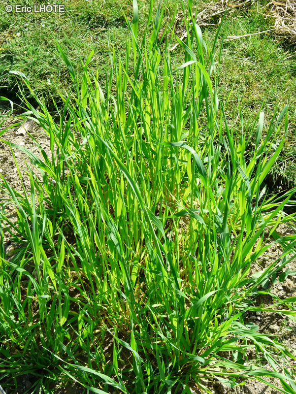 Poaceae - Avena sativa ssp. orientalis - Avoine d’orient