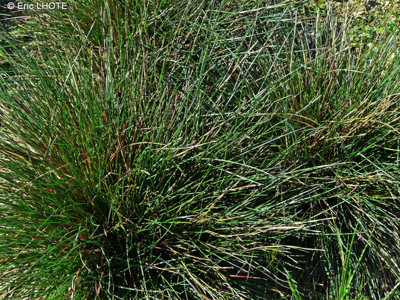 Poaceae - Avenula pratensis - Avoine des prés
