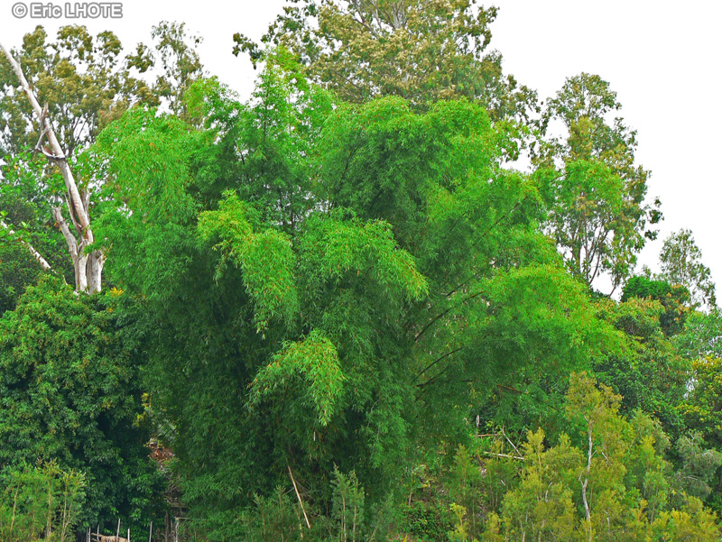 Poaceae - Bambusa vulgaris - Bambou