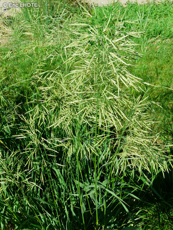  - Bromus inermis, Bromopsis inermis - 