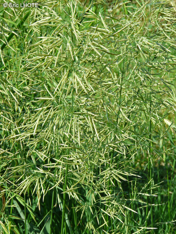  - Bromus inermis, Bromopsis inermis - 