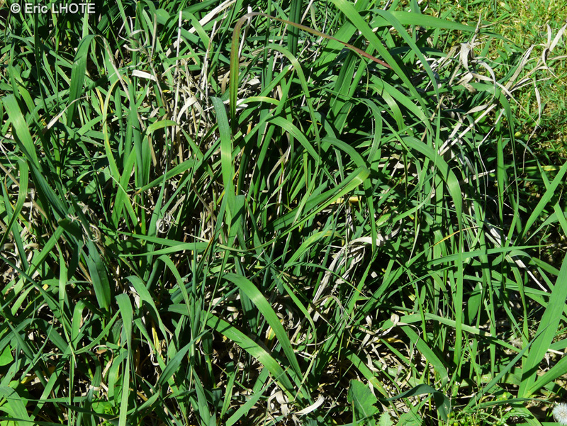 Poaceae - Bromus inermis, Bromopsis inermis - Brome inerme, Brome sans arêtes