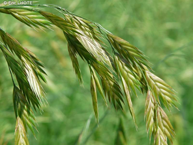  - Bromus willdenowii - 