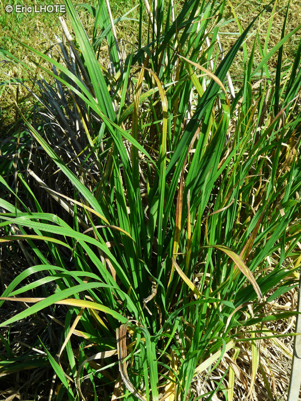 Poaceae - Bromus willdenowii - Brome de Wildenow, Brome purgatif