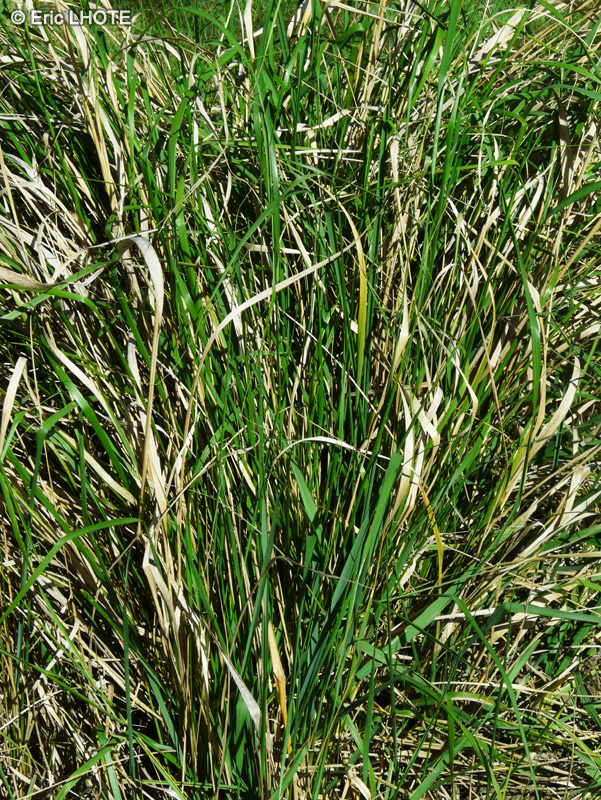 Poaceae - Calamagrostis epigejos - Roseau terrestre