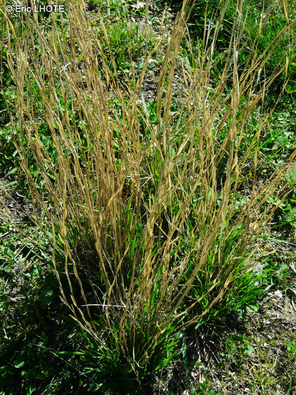 Poaceae - Celistogenes serotina - Cleistogène tardif