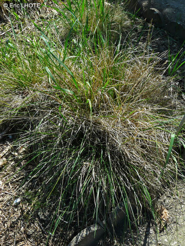 Poaceae - Deschampsia cespitosa - Canche gazonnante