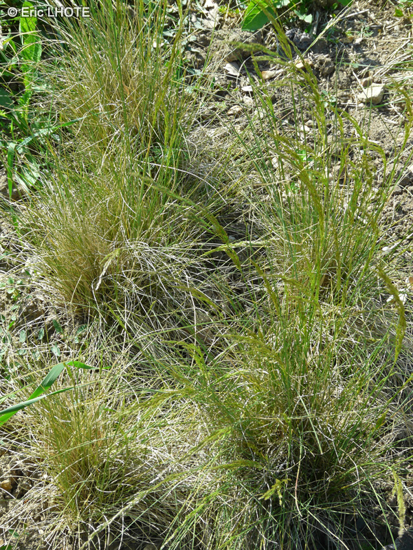 Poaceae - Deschampsia media - Canche moyenne