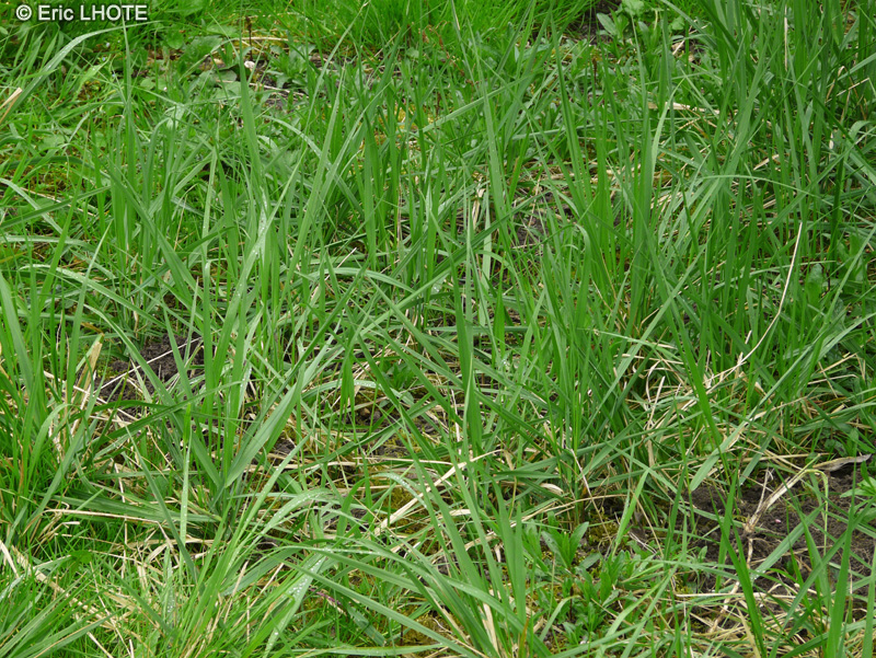 Poaceae - Elytrigia repens - Chiendent officinal