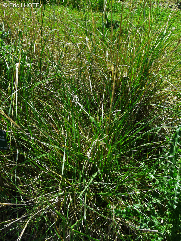 Poaceae - Festuca arundinaceae - Fétuque faux roseau, Fétuque roseau, Fétuque élevée