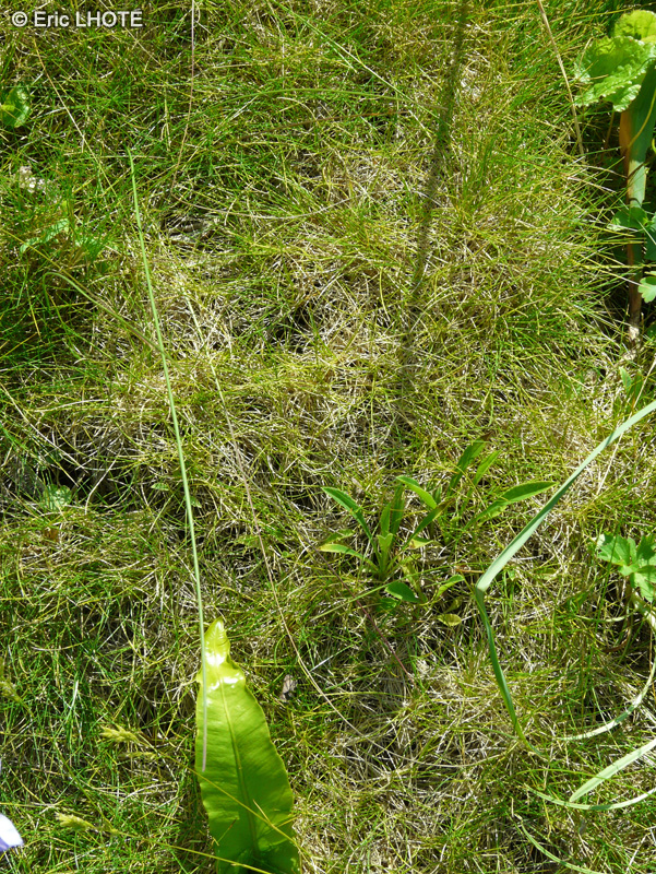 Poaceae - Festuca gautieri - Fétuque de Gautier