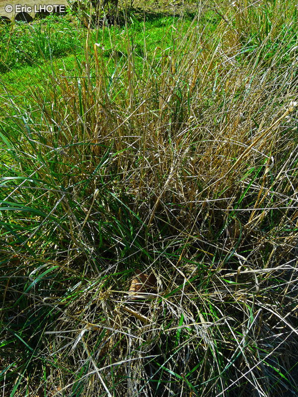 Poaceae - Festuca pratensis - Fétuque des prés