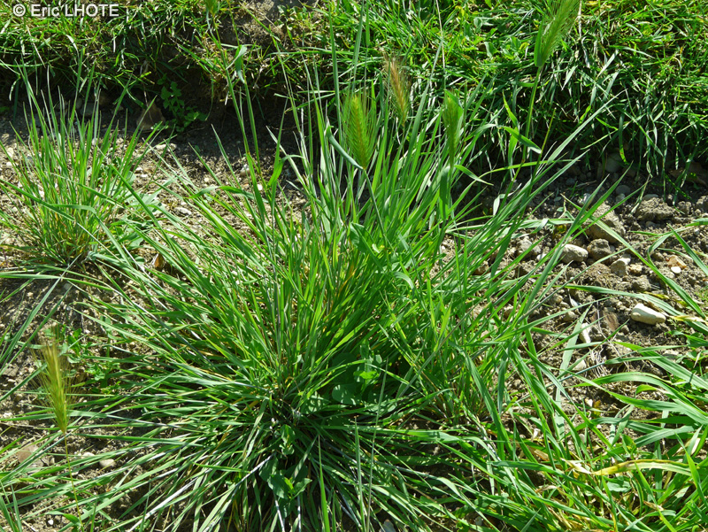 Poaceae - Hordeum jubatum - Orge barbue, Orge à crinière