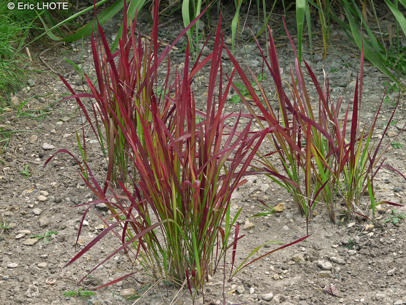 Poaceae - Imperata cylindrica - Paillote, Impérata cylindrique, Paille de dys