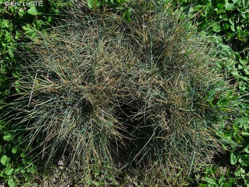 Poaceae - Koeleria vallesiana - Koelérie du Valais