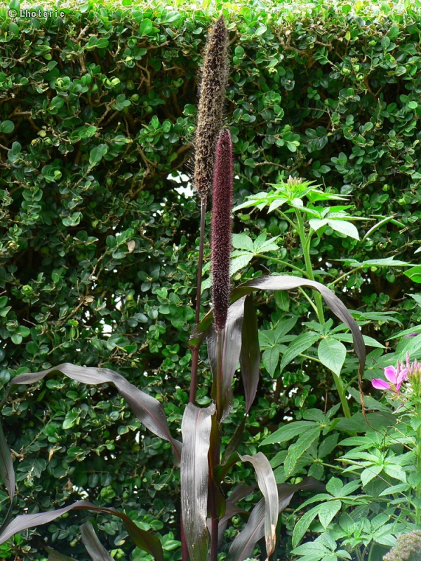  - Milium Purple Majesty - 