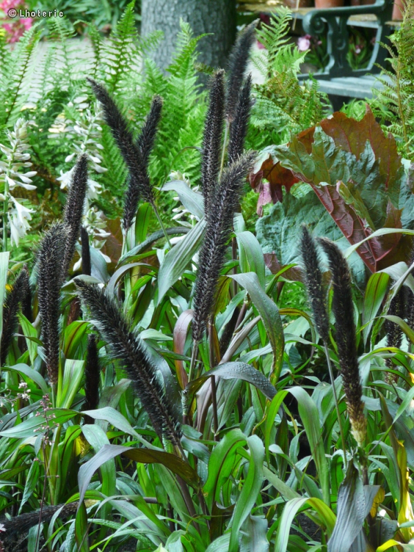  - Milium Purple Majesty - 